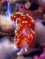 Horned Nudibranch--San Miguel Island, California (Nikon F4, 105mm Macro, Aquatica housing, Ikelite strobes, Velvia)