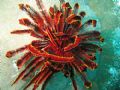 Beautifully coloured feather star in Raja Ampat