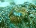 Cuttle fish eye