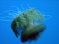 Whilst hanging on a safety stop line in a raging current I managed to snap shoot this jelly