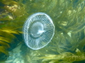 Jellyfish off Portland, English Channel