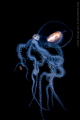 A walking octopus