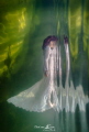 Miroir Miroir