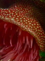 strawberry anemone (Actinia fragacea), Portland Bill, UK
