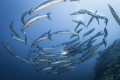 Barracudas in Ustica Island