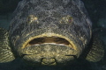 same goliath grouper, same place, 24hours later...
still at lunch, or looking for a dentist?!