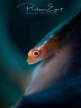 GLOWBIE
courtesy Nauticam Bali @ Elab Scubalamp GLOWBIE
courtesy Nauticam Bali @ Elab Scubalamp