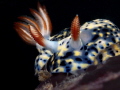 Hypselodoris infucata Hypselodoris infucata