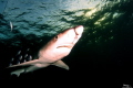 Scareface blue shark with deep cuts in the face Scareface blue shark with deep cuts in the face