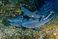 Withe Tips Sharks in Roca Partida Revillagigedo Islands M xico Withe Tips Sharks in Roca Partida Revillagigedo Islands M xico