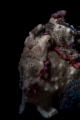 Simple Frogfish warts and all Simple Frogfish warts and all