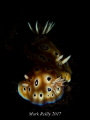 two nudis two nudis