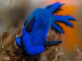 The Blue Nudi The Blue Nudi