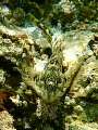Blenny (Lipophrys polis) off Portland Bill, UK