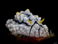 Nudibranch portrait. Snooted light.