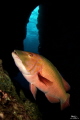 Hogfish Hogfish