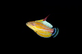 Flasher/Ambon Bay Indonesia Canon 5D MarkIII 100mm Lens Sea Sea housing Inon Z240 2 F14 1/200 ISO320 Flasher/Ambon Bay Indonesia Canon 5D MarkIII 100mm Lens Sea Sea housing Inon Z240 2 F14 1/200 ISO320