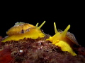 Tylodina perversa Tylodina perversa