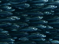 School of sardines in close up.