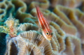 Fish with coral Fish with coral