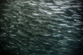Anchovies in Monterey. Anchovies in Monterey.