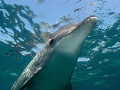 Bottlenose dolphin Bottlenose dolphin