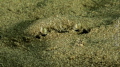 baby Crab under the sand