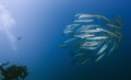 barracudas encounter during diving in Ustica Island