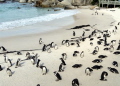 The African Penguins of Boulders Beach South Africa