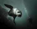 a playful cape fur seal
