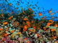 Red sea corals