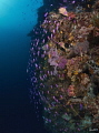 Reefscape of Pungtod divesite.