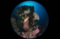 Reefscapes/Lembeh strait Indonesia Canon 5D MarkIII 8 15mm fisheye lens Sea Sea housing Inon Z240 2 F16 1/160 ISO320 Reefscapes/Lembeh strait Indonesia Canon 5D MarkIII 8 15mm fisheye lens Sea Sea housing Inon Z240 2 F16 1/160 ISO320