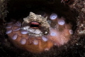 Little Octopus Little Octopus