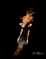 AFTER DARK
Xeno Crab AFTER DARK
Xeno Crab
