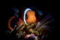 S P E C I A L
Anemone Clownfish S P E C I A L
Anemone Clownfish