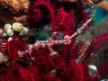 Juvenile ghost pipefish Juvenile ghost pipefish
