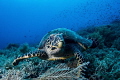 Feasting Hawksbill Feasting Hawksbill