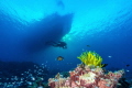 Tubbataha reef with diver and boat Tubbataha reef with diver and boat