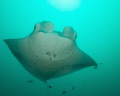 Manta ray Manta ray