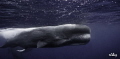 a big bull spermwhale shows his attributes during mating time