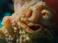 coralface coralface