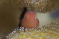 The Little Red/Hairy Goby/Lembeh strait Indonesia Canon 5D MarkIV 100mm Lens NauticamSmc Sea Sea housing Inon Z240 2 F16 1/160 ISO100 The Little Red/Hairy Goby/Lembeh strait Indonesia Canon 5D MarkIV 100mm Lens NauticamSmc Sea Sea housing Inon Z240 2 F16 1/160 ISO100
