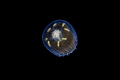 Jellyfish/Wakatobi Indonesia Canon 5D MarkIII 100mm macro Lens Sea Sea housing Inon Z240 2 F13 1/160 ISO200 Jellyfish/Wakatobi Indonesia Canon 5D MarkIII 100mm macro Lens Sea Sea housing Inon Z240 2 F13 1/160 ISO200