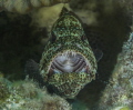 Rock Hind at cleaning station Rock Hind at cleaning station
