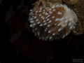 Nudibranch Hermanus Nudibranch Hermanus