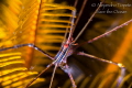 Arrow Crab in the Star Veracruz M xico Arrow Crab in the Star Veracruz M xico