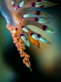 macroeggs macroeggs