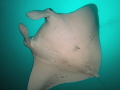 Manta ray Manta ray
