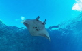 Manta at Tubbataha Manta at Tubbataha